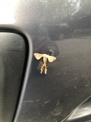 Bombycidae