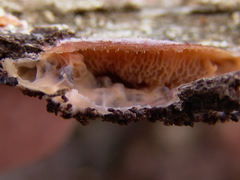 Phlebia tremellosus image