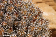 Euphorbia officinarum echinus