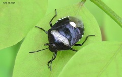 Menida violacea