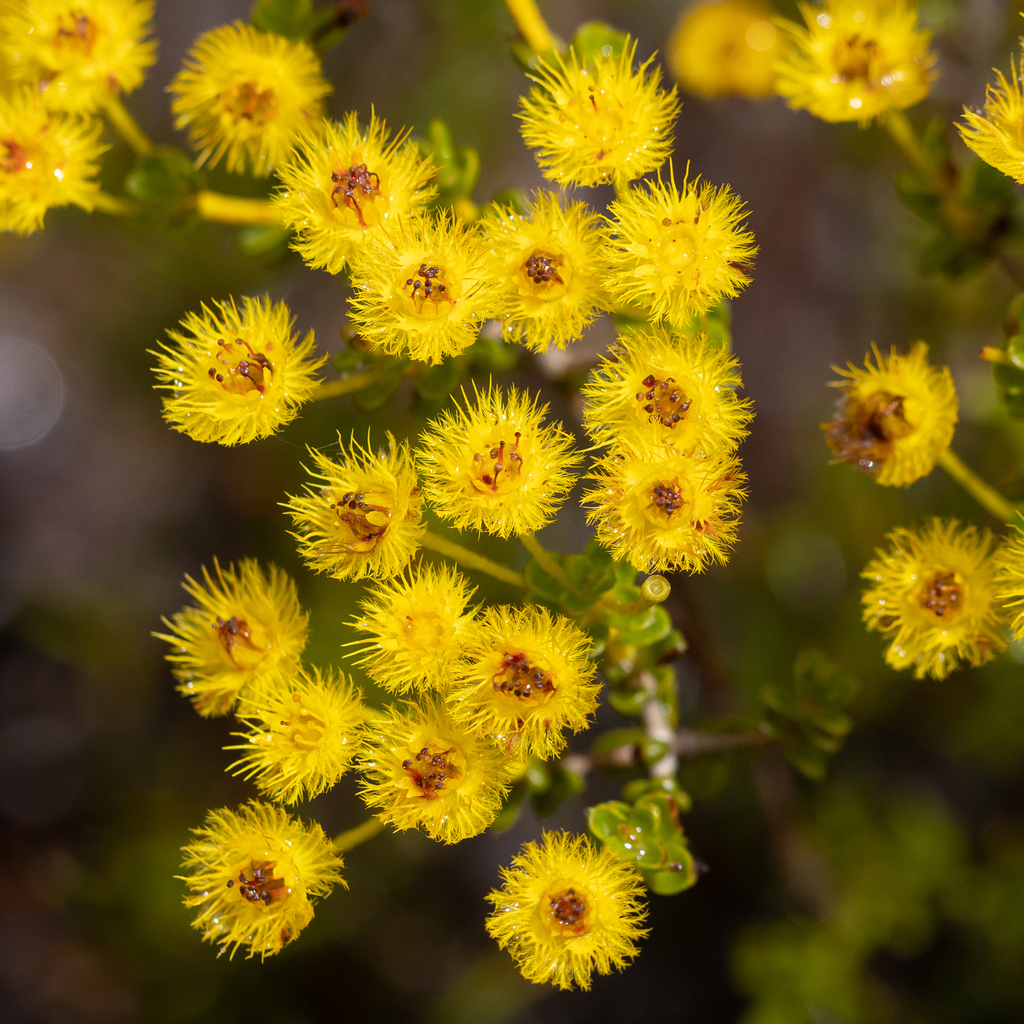 Verticordia brevifolia; photograph (c) Kym Nicolson, some rights reserved (CC BY)
