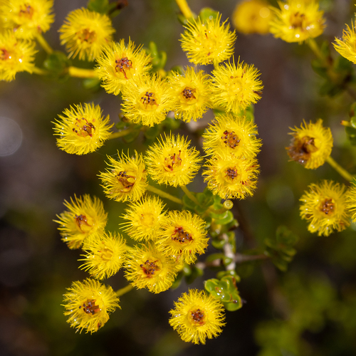 Verticordia brevifolia