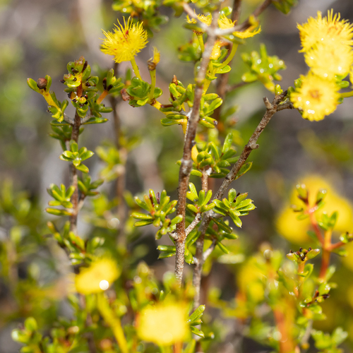 Verticordia brevifolia, photograph 2