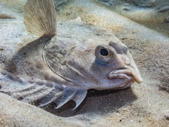New Zealand Greenback Flounder photo 3
