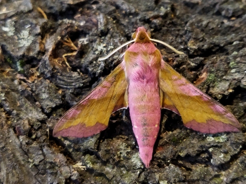 Small Elephant Hawkmoth photo 5