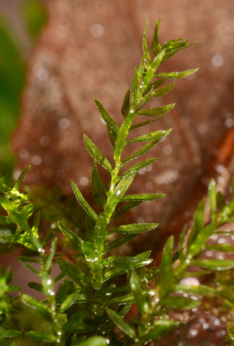 Goniobryum subbasilare observed 2023-05-07