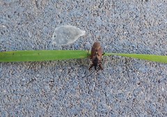Gastrodes abietum