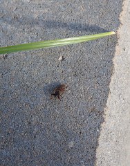 Gastrodes abietum