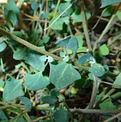 Chenopodium trigonon stellulatum