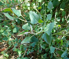 Chenopodium trigonon stellulatum