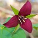 Red Trillium - Photo (c) Distant Hill Gardens, some rights reserved (CC BY-NC-ND)