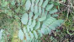 Packera sanguisorbae