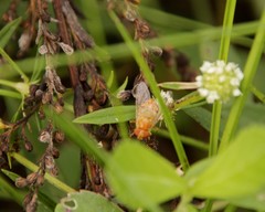 Copestylum sexmaculatum