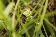 Copestylum sexmaculatum