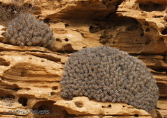 Euphorbia officinarum echinus