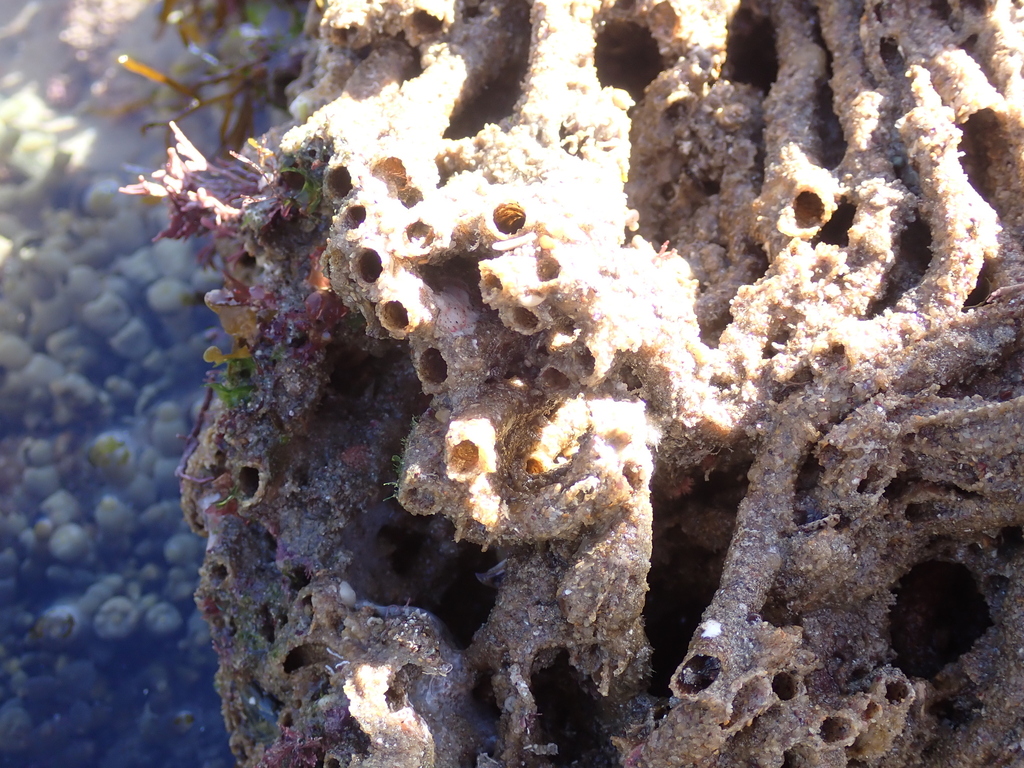 Worms from Port Macquarie NSW 2444, Australia on May 12, 2023