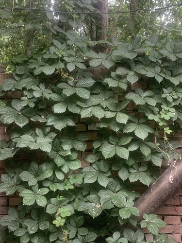 Virginia creeper
