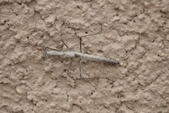 Litaneutria skinneri