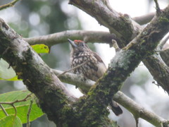 Picumnus albosquamatus