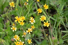 Acmella oppositifolia