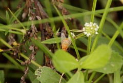 Copestylum sexmaculatum