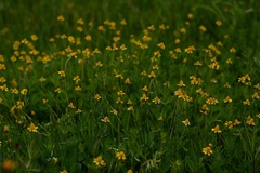 Acmella oppositifolia