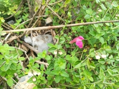 Scutellaria suffrutescens