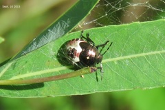 Menida violacea