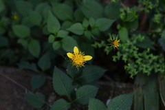 Bidens ostruthioides