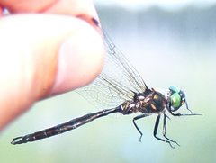 Somatochlora brevicincta