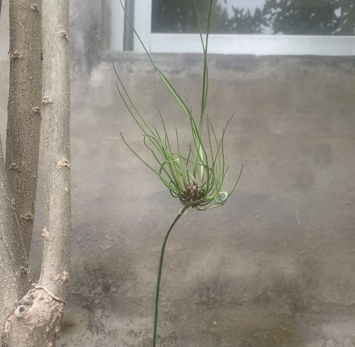Longstamen Onion
