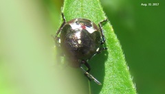 Menida violacea