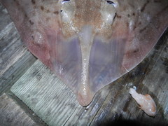 Rostroraja eglanteria