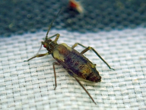 European birch aphid