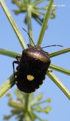 Menida violacea
