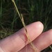 Aristida simpliciflora - Photo (c) Will McFarland, some rights reserved (CC BY-NC), uploaded by Will McFarland