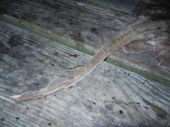 Rostroraja eglanteria