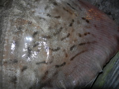 Rostroraja eglanteria