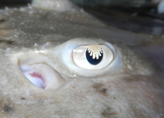 Rostroraja eglanteria