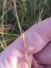 Aristida simpliciflora