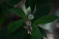 Cornus disciflora