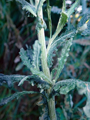 Senecio glomeratus glomeratus