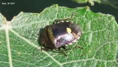 Menida violacea