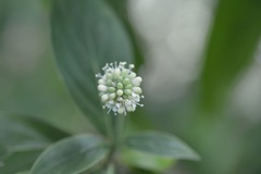 Cornus disciflora