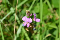 Desmodium pringlei