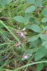 Desmodium pringlei