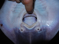 Rostroraja eglanteria