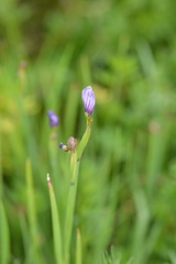 Sisyrinchium scabrum