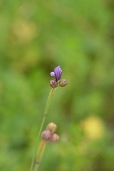 Sisyrinchium scabrum