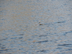 Podiceps nigricollis